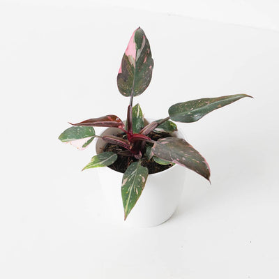 Philodendron Pink Princess 'Marble' - House of Kojo