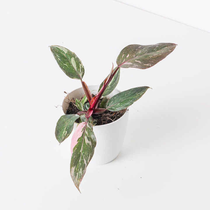 images of a prayer plant Prayer Plant | Lemon Lime | Rare Plant