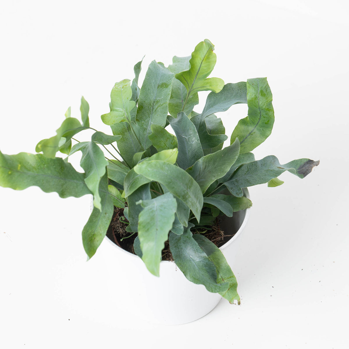 Phlebodium Aureum | Blue Star Fern | House Plant - House of Kojo