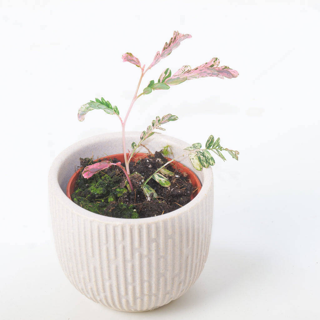 Phyllanthus urinaria 'Pink Variegated'③ Phyllanthus urinaria 'Pink Variegated'