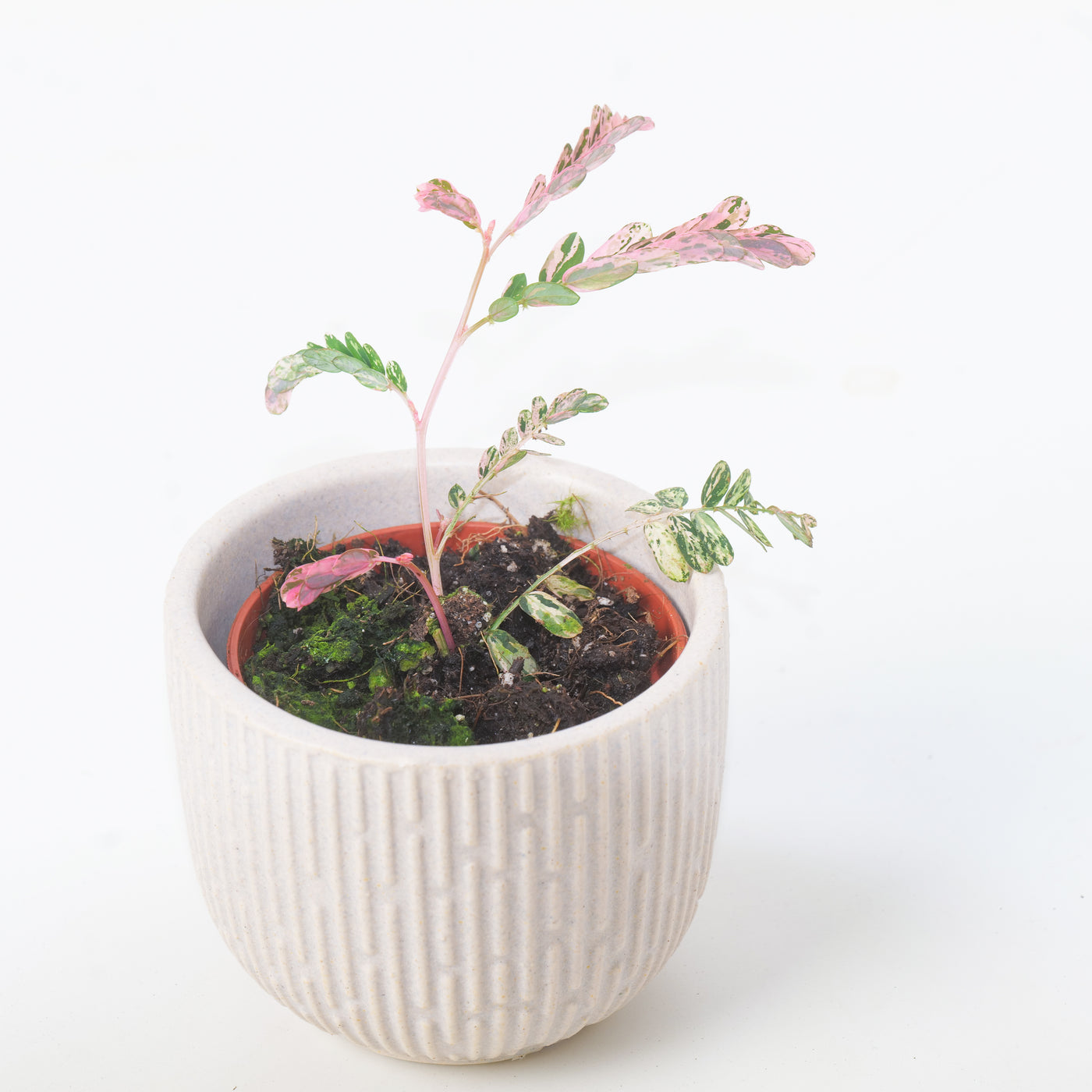 Phyllanthus urinaria variegated - House of Kojo