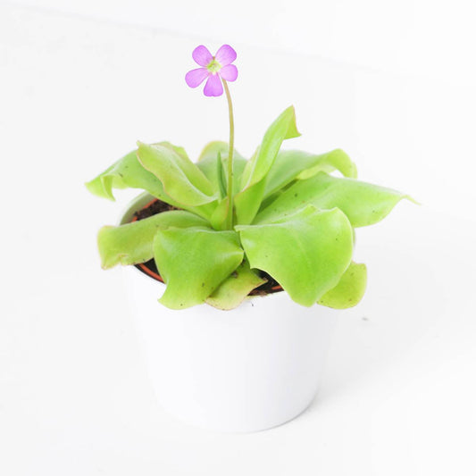 Pinguicula sp. Guatemala - House of Kojo