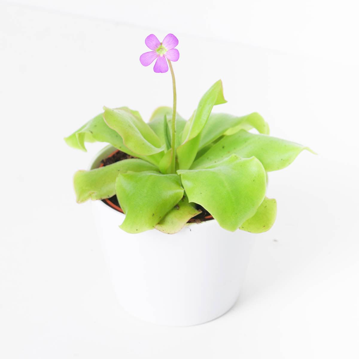 Pinguicula sp. Guatemala - House of Kojo