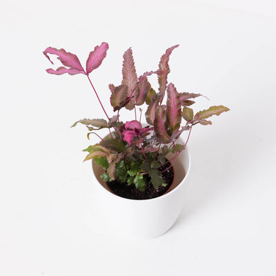 Pteris cretica var albolineata 'Pink' - House of Kojo