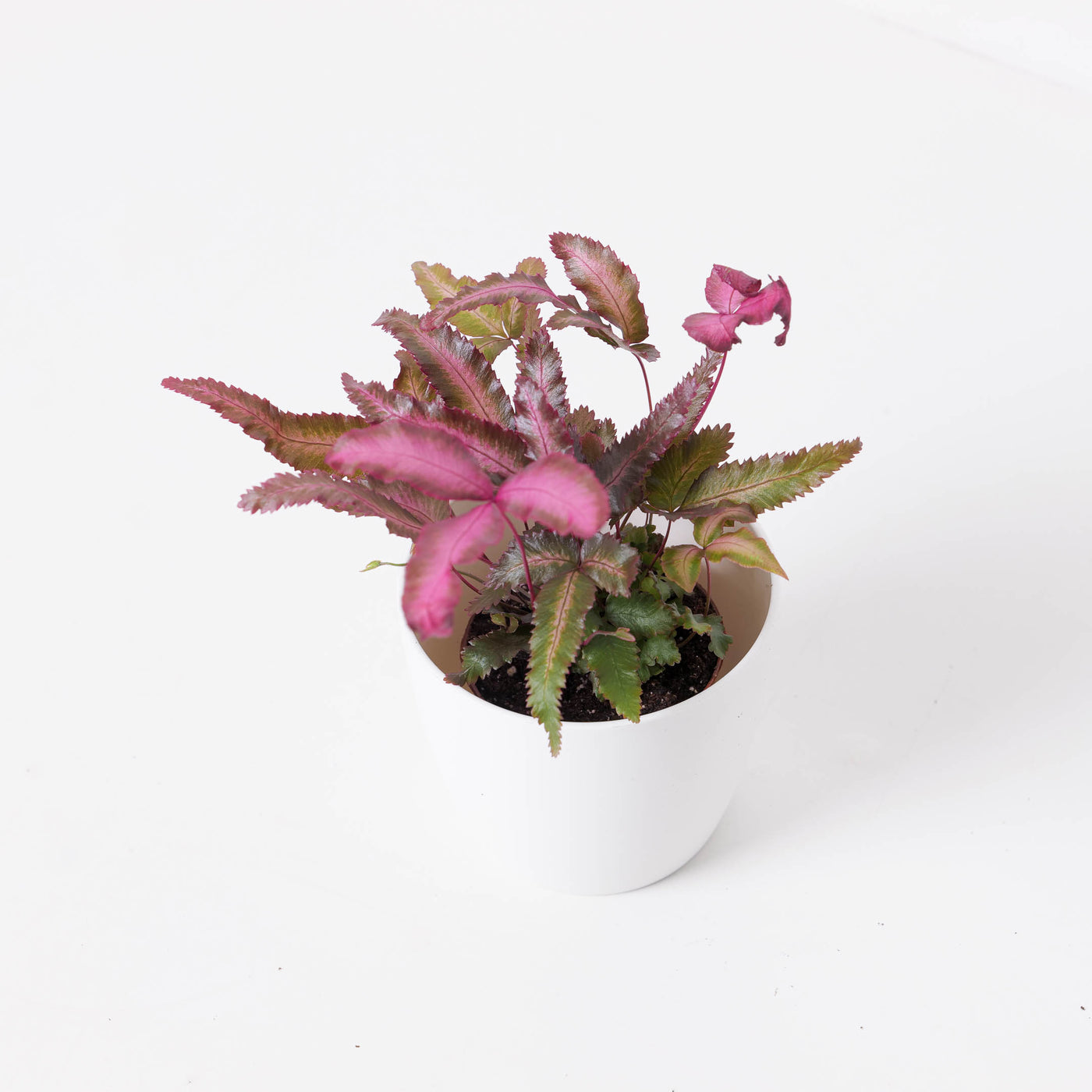 Pteris cretica var albolineata 'Pink' - House of Kojo