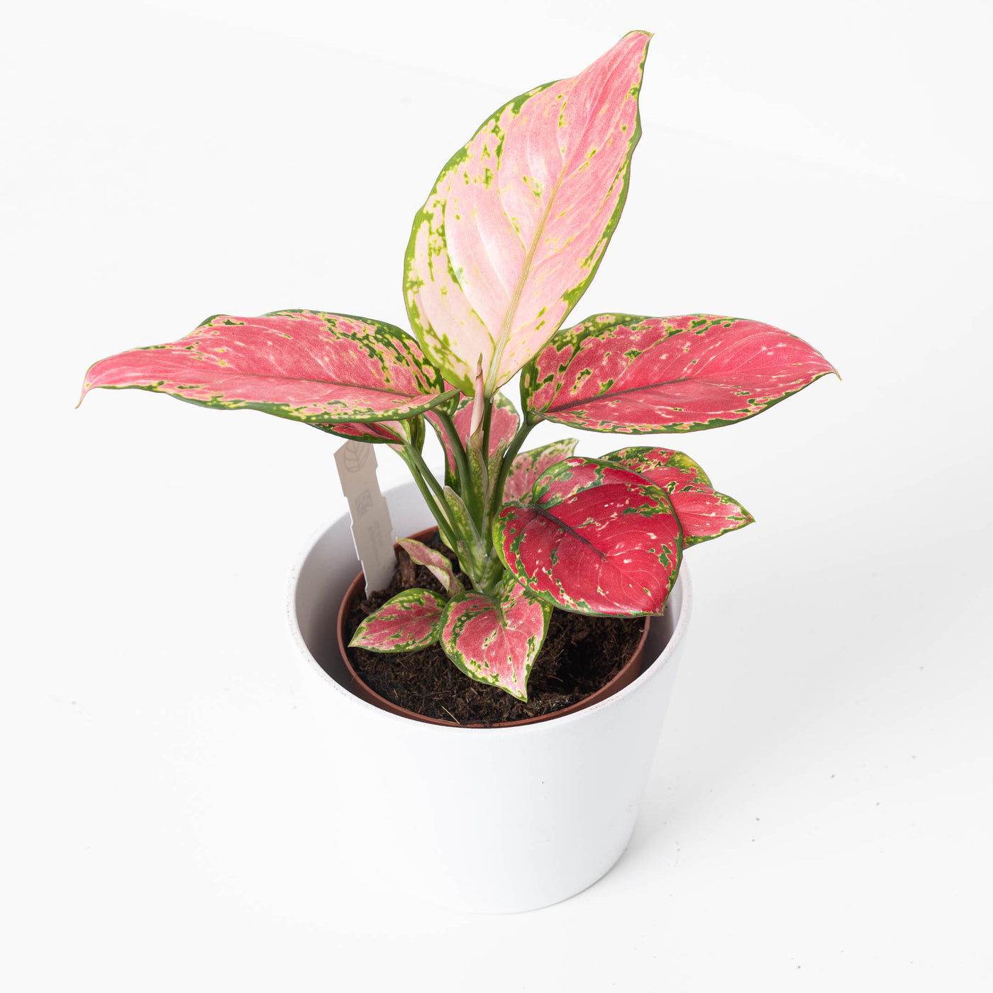 aglaonema pink star entretien Aglaonema Pink Star
