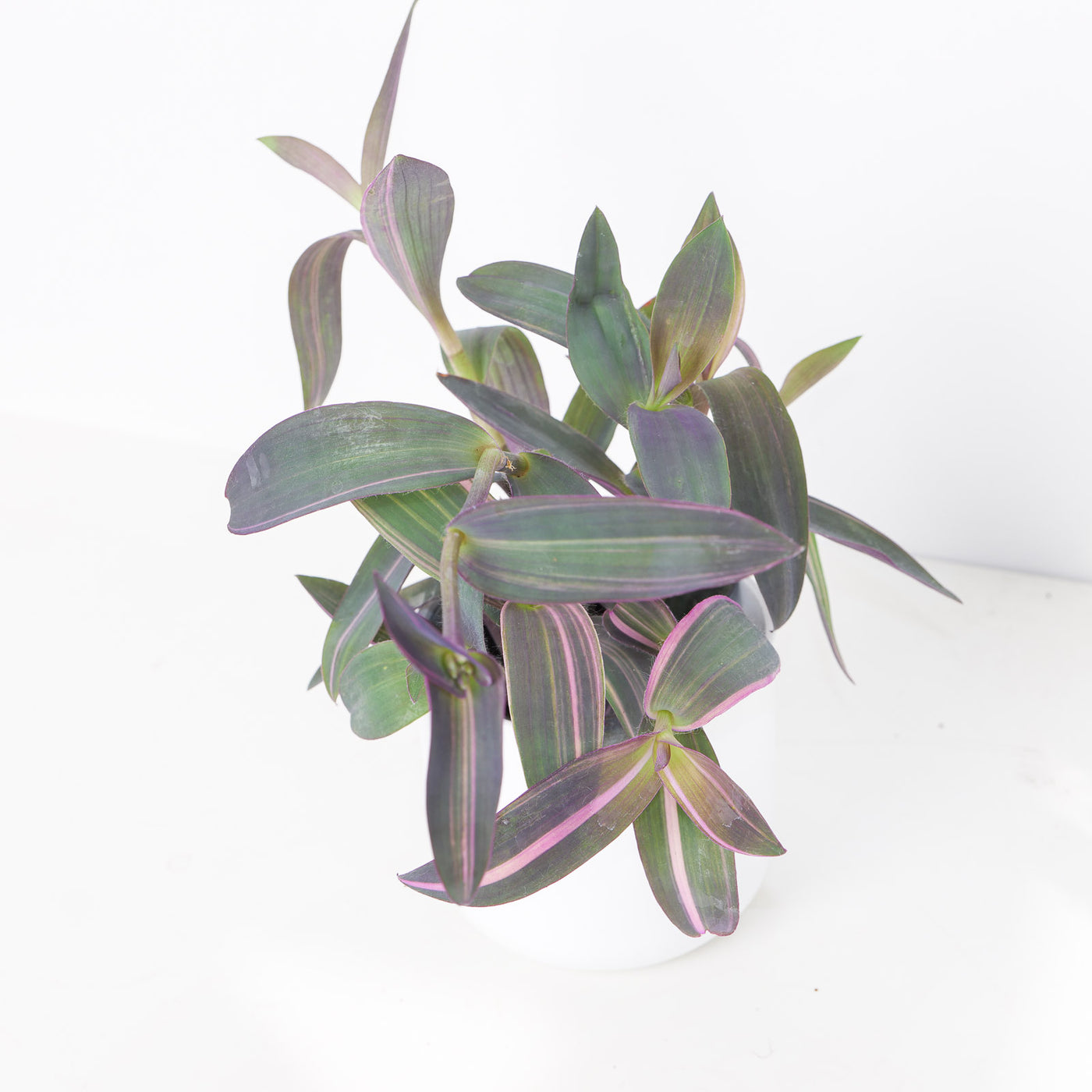 Tradescantia pallida 'Pink Stripe' - House of Kojo