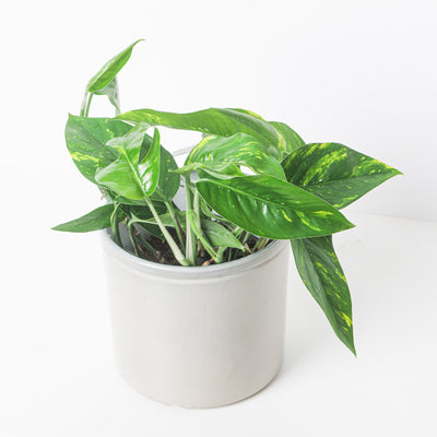 Epipremnum Pinnatum Aureum Variegated - House of Kojo