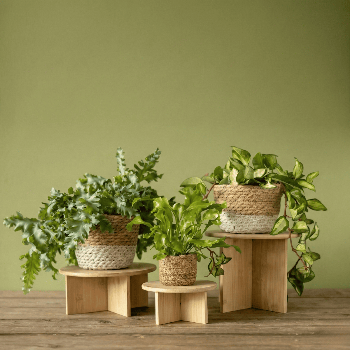 FSC® Certified Bamboo Plant Stands – Minimalist Wooden Plant Risers - House of Kojo