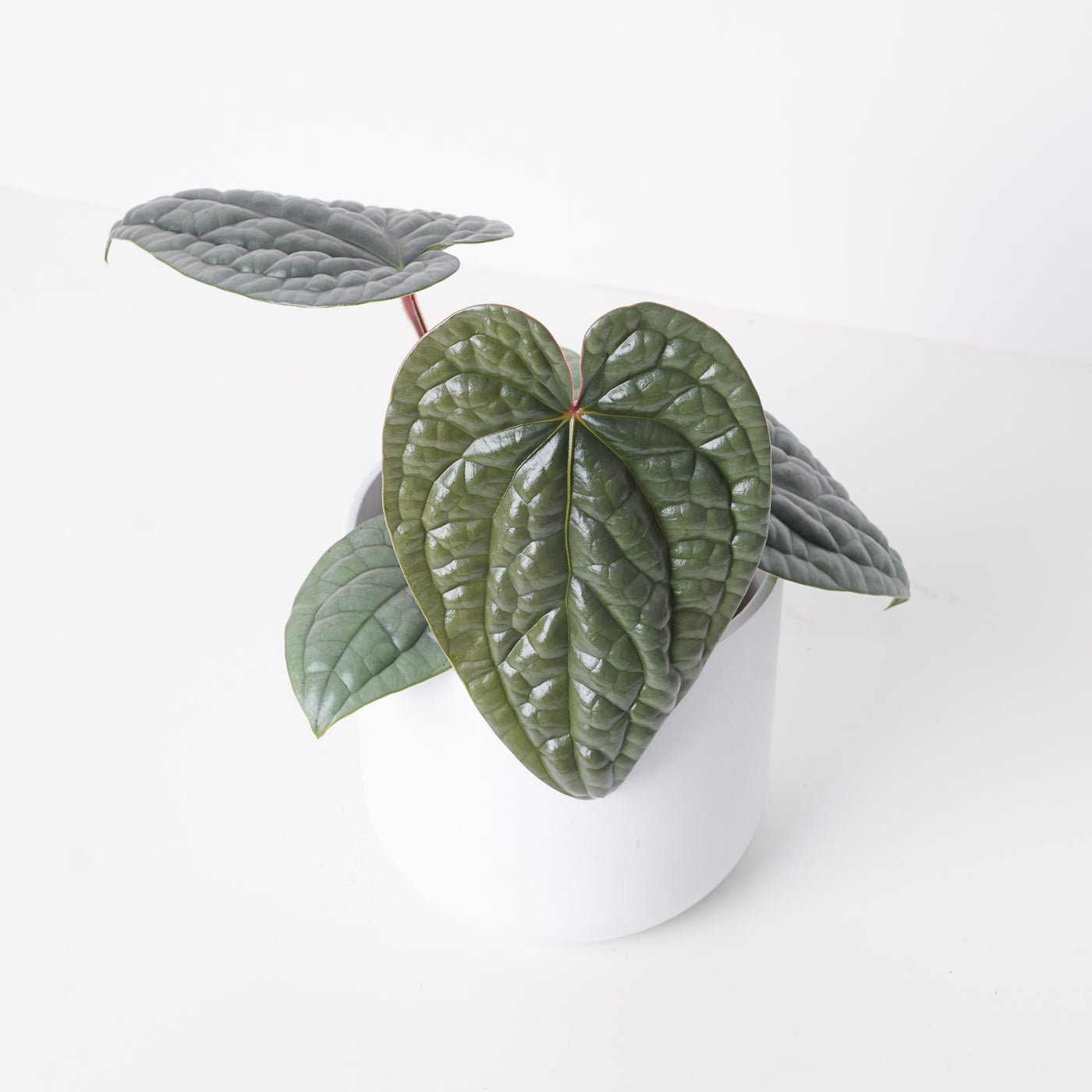 anthurium luxurians silver Anthurium luxurians 'Platinum'