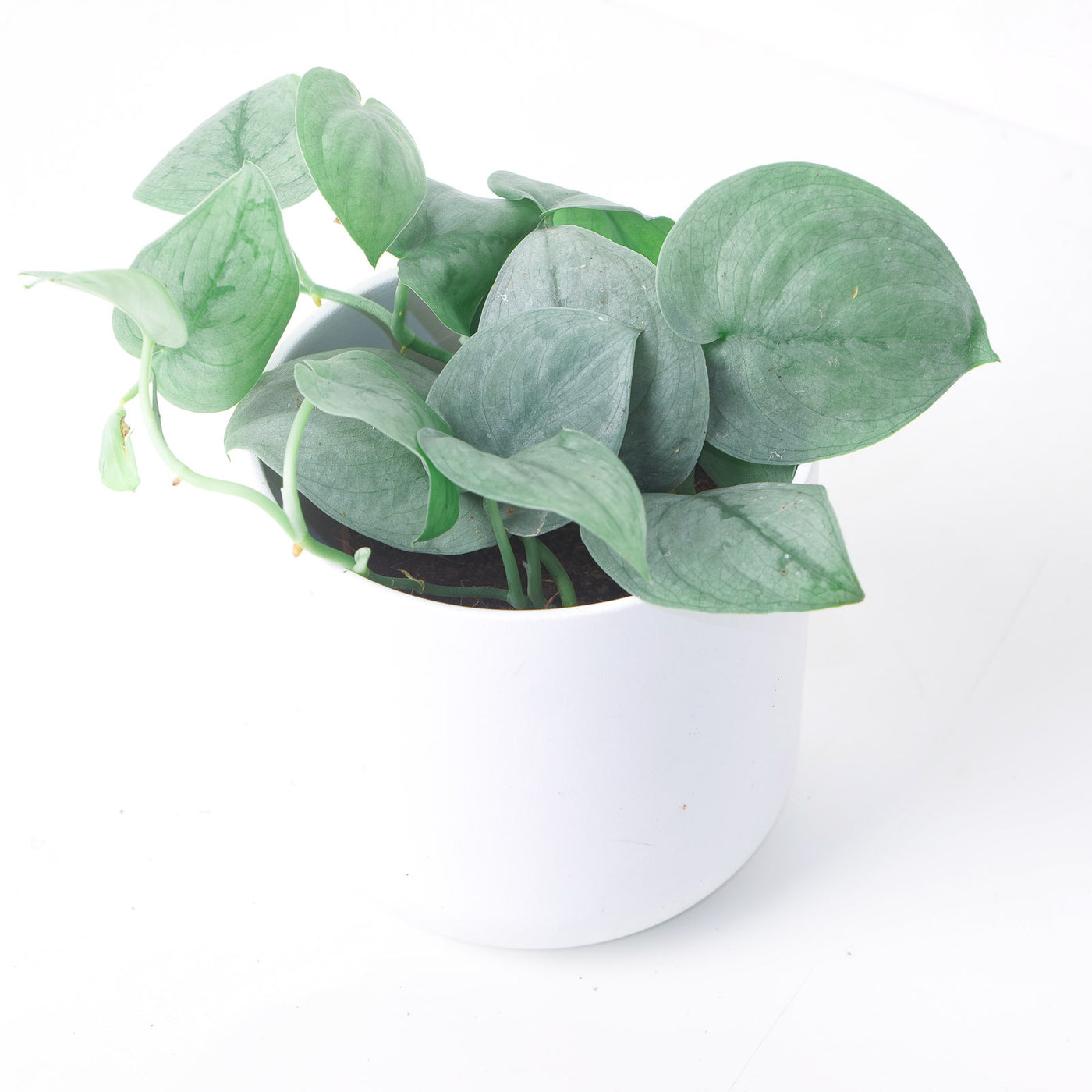 Scindapsus Pictus 'Platinum' - House of Kojo