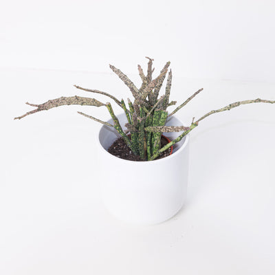 Euphorbia Platyclada - House of Kojo