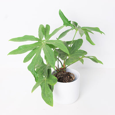 Anthurium podophyllum - House of Kojo
