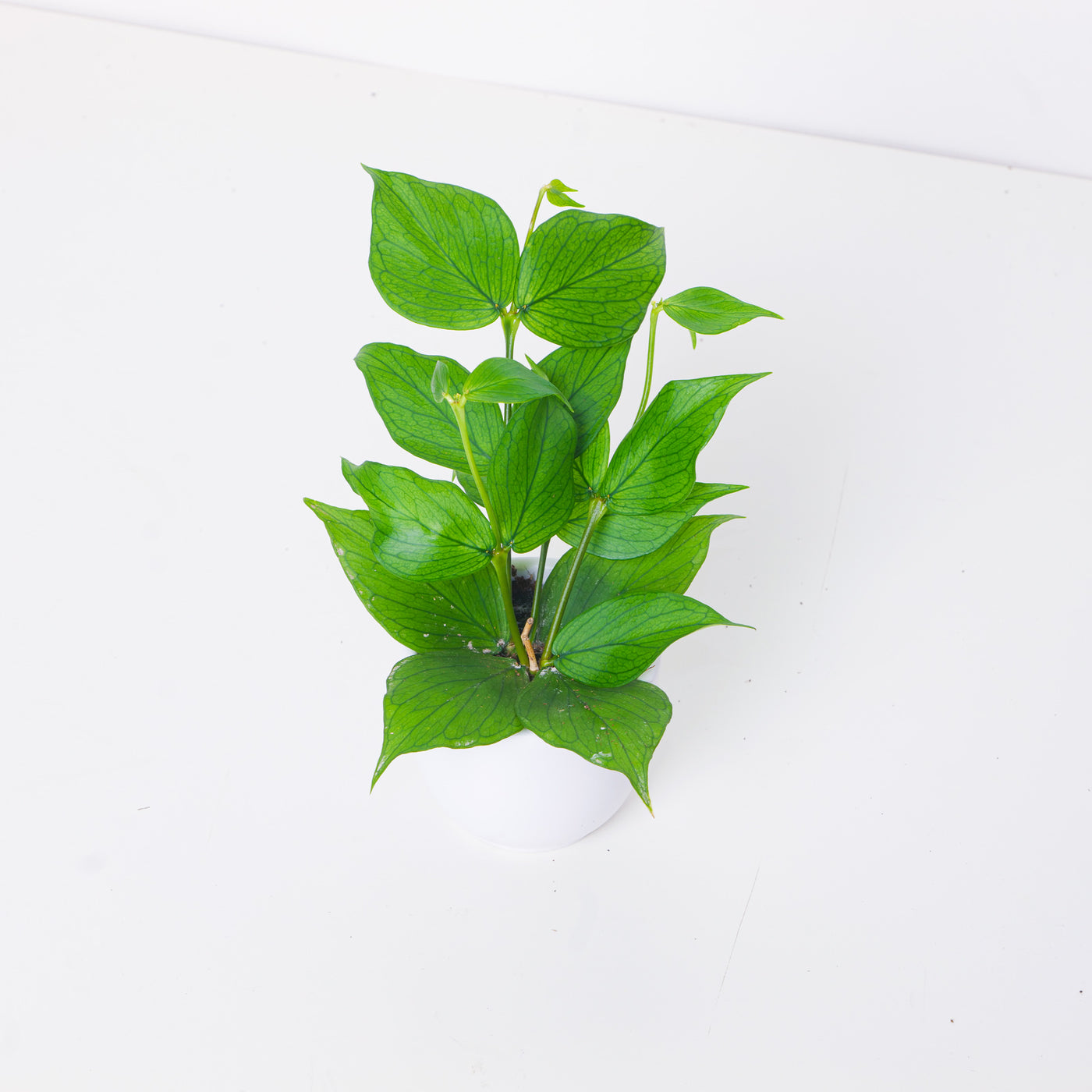 Hoya Polyneura | Fish Tail Hoya - House of Kojo