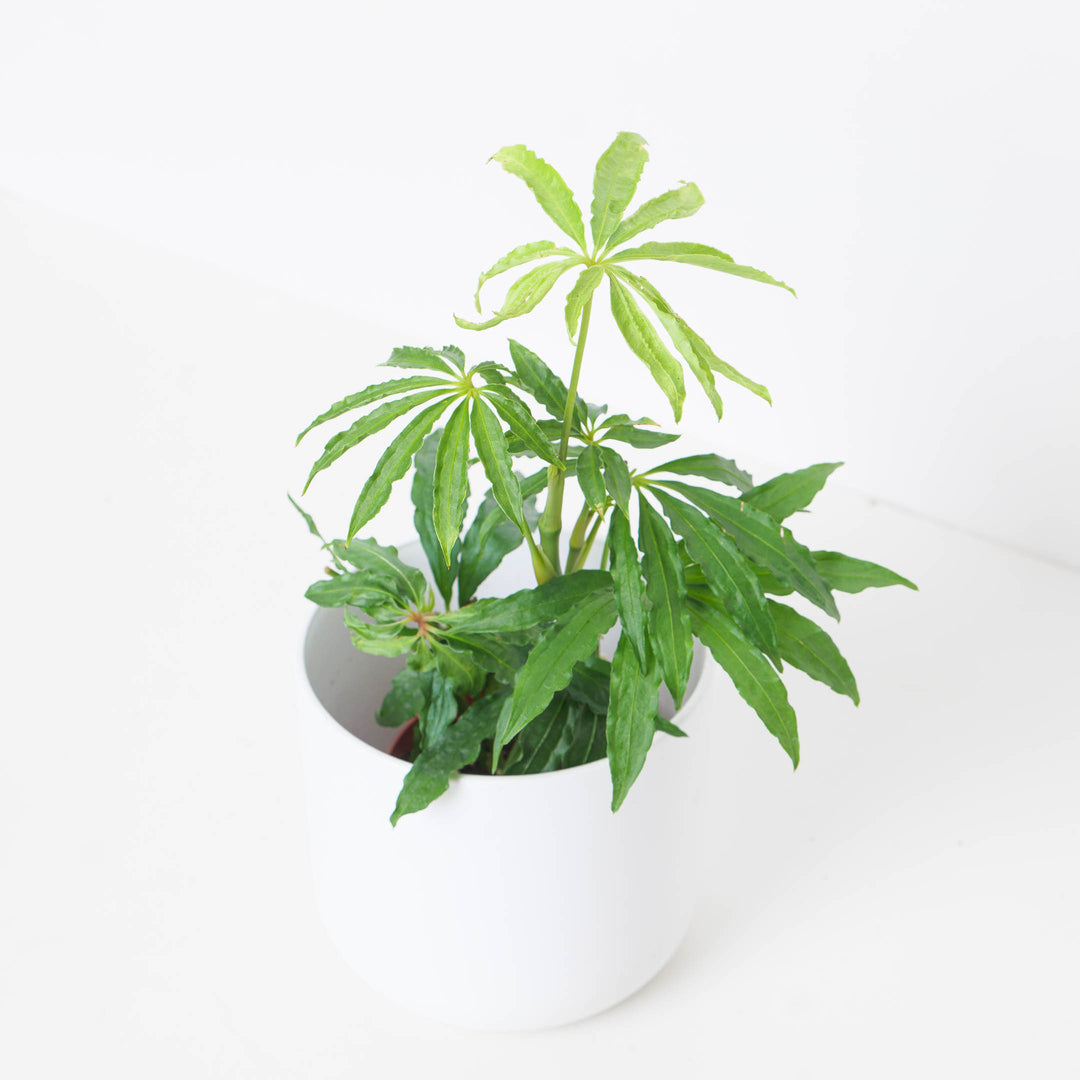 bonsai tree art Vertical Wall Art Bonsai Tree – Atelier Printworks main image 0