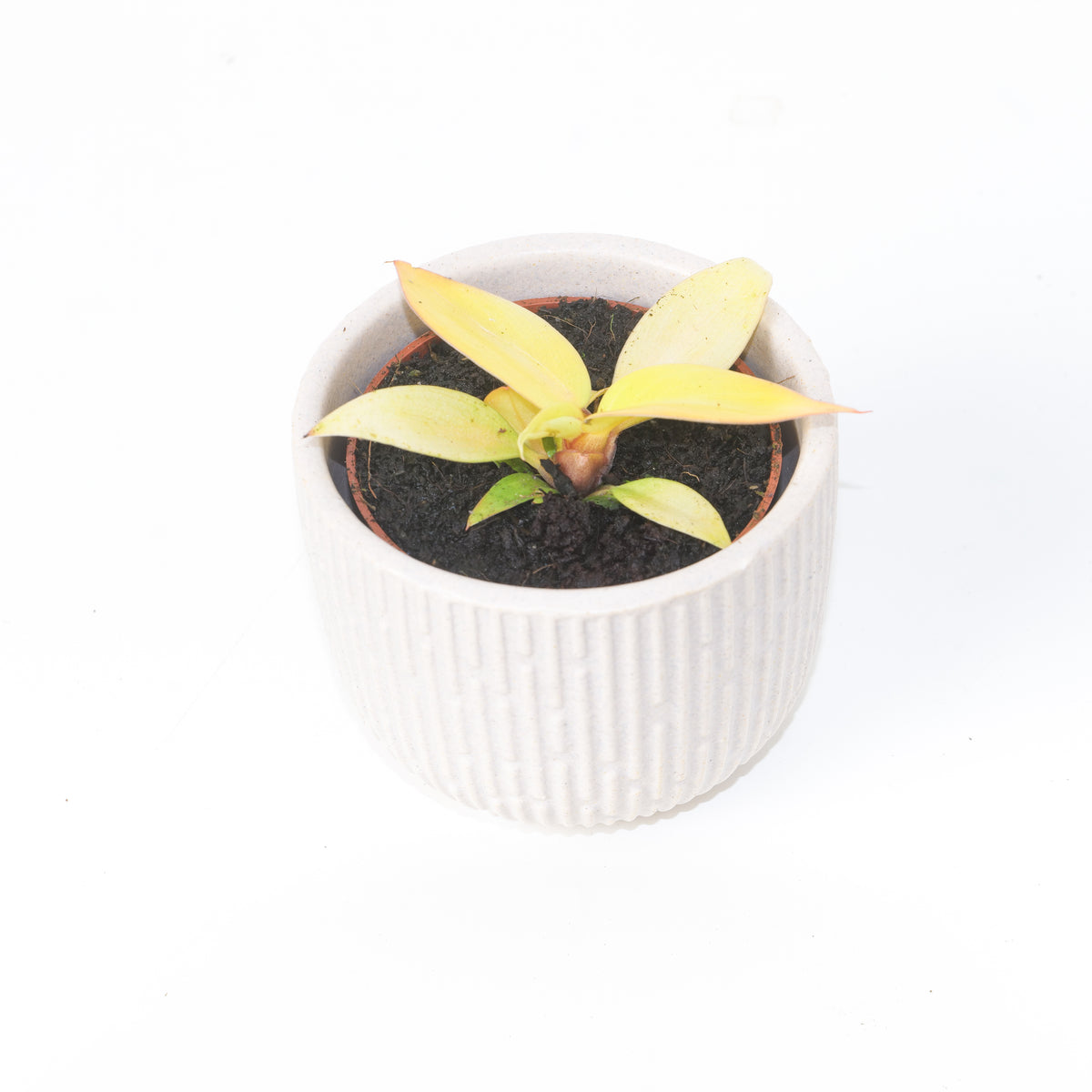 Philodendron Prince of Orange - House of Kojo