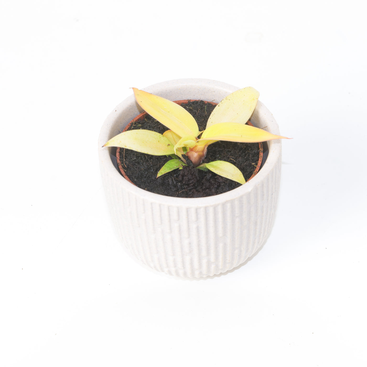 Philodendron Prince of Orange - House of Kojo