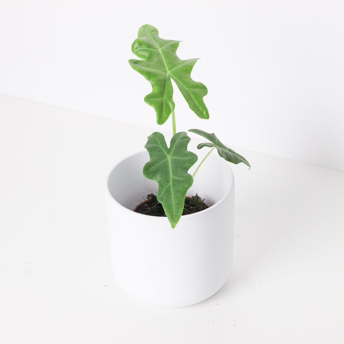 Alocasia portei - House of Kojo