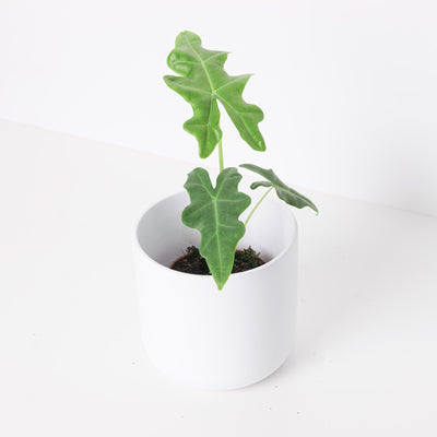 Alocasia portei - House of Kojo