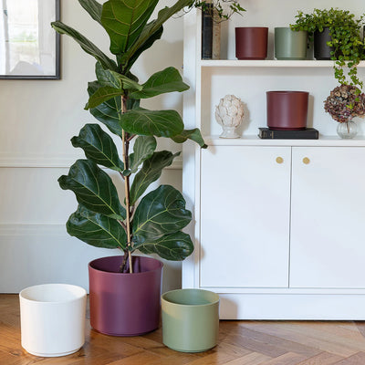 Prague Rose Plant Pot - House of Kojo
