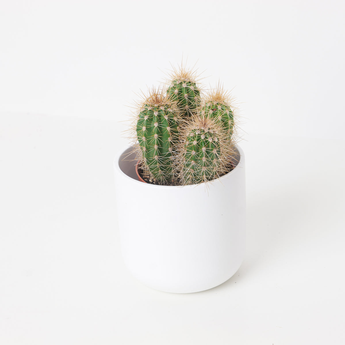 Pachycereus pringlei - House of Kojo