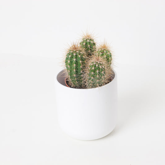 Pachycereus pringlei - House of Kojo