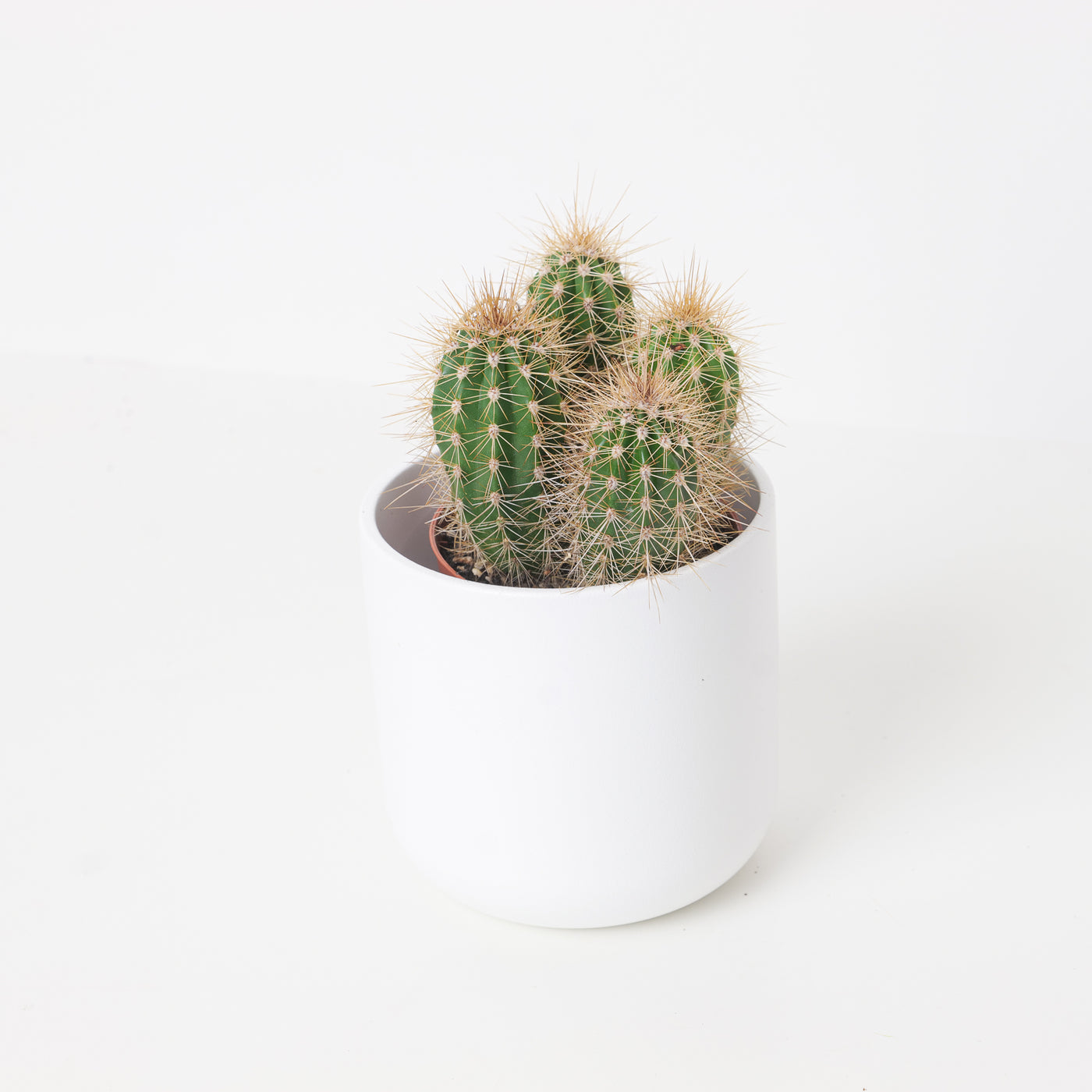 Pachycereus pringlei - House of Kojo