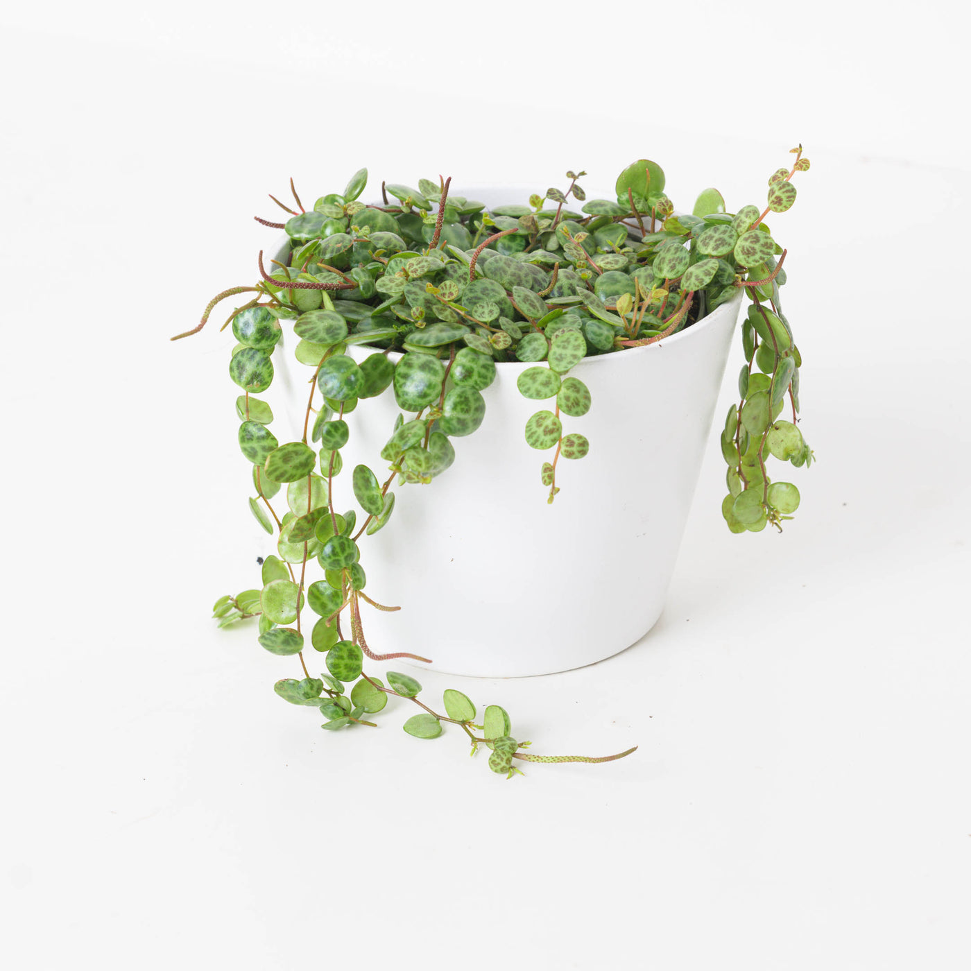 Peperomia Prostrata | String of Turtles - House of Kojo