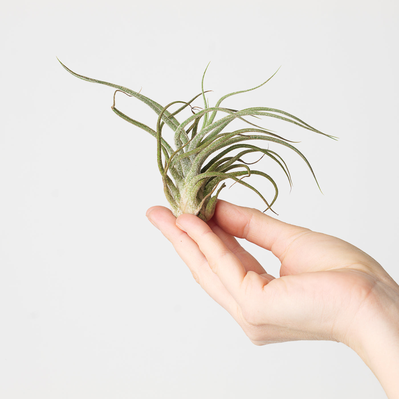 fuzzy wuzzy air plant Tillandsia pruinosa | Fuzzy Wuzzy Air Plant