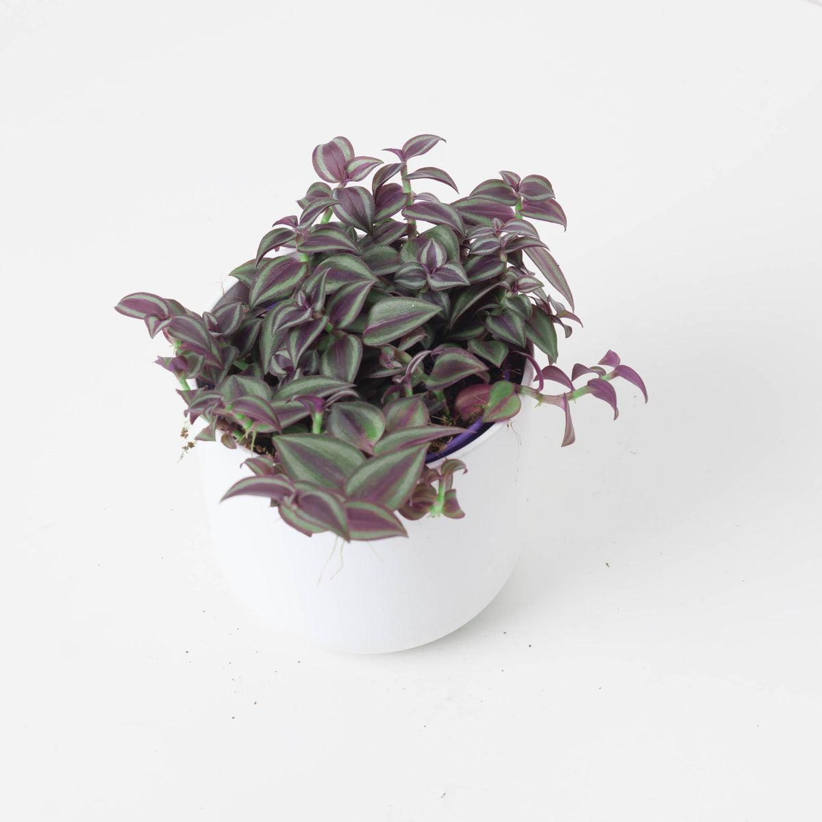 Tradescantia Purple Passion - House of Kojo