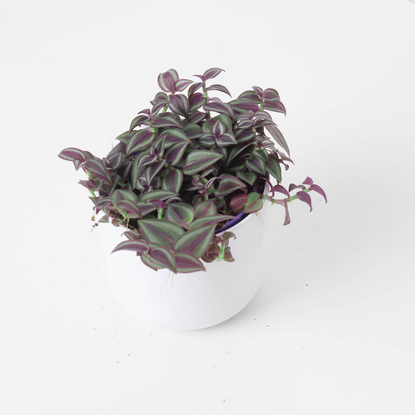 Tradescantia Purple Passion - House of Kojo