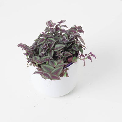 Tradescantia Purple Passion - House of Kojo