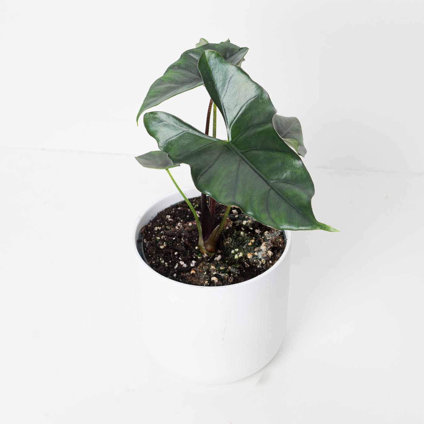 Alocasia princeps 'Purple Cloak' - House of Kojo