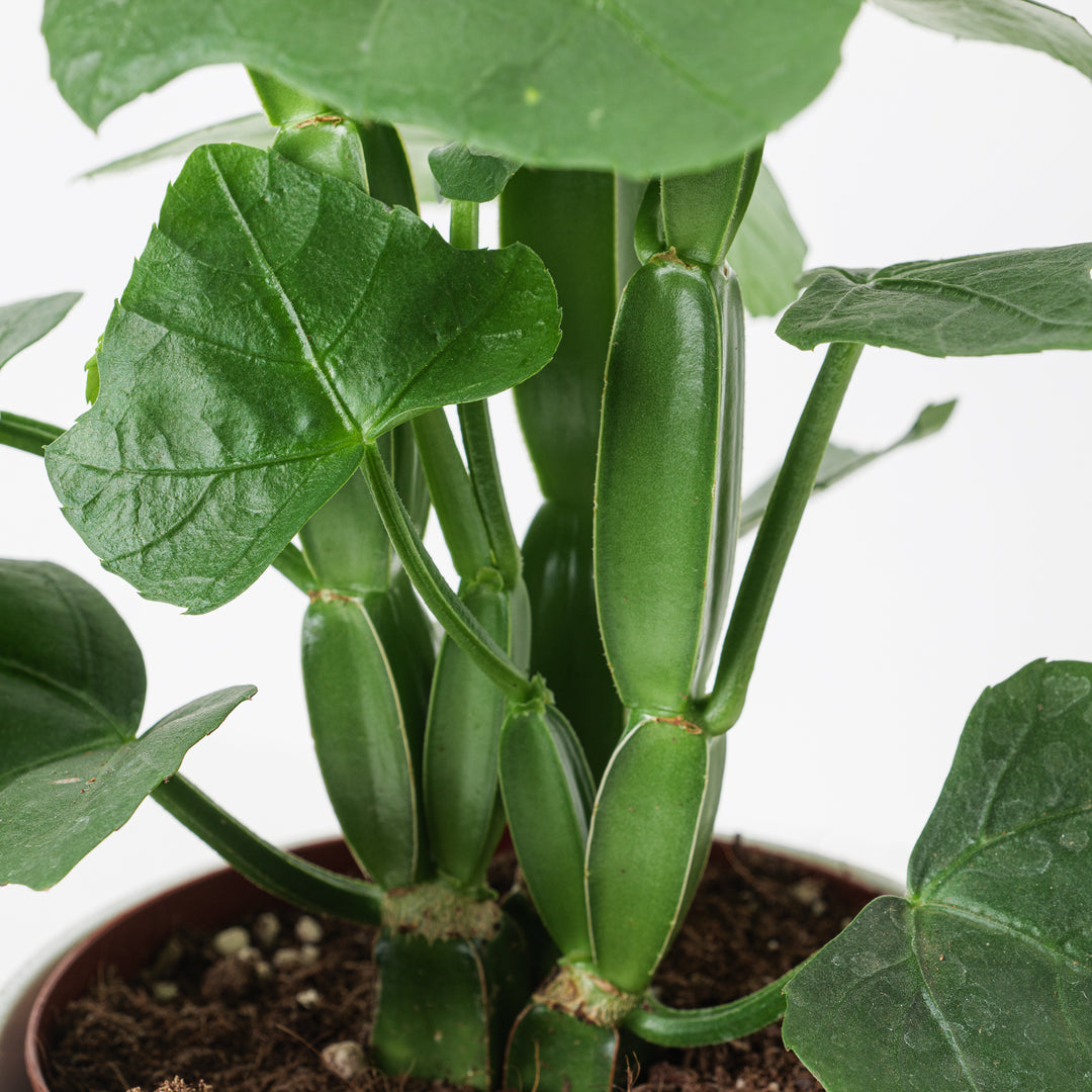 Cissus quadrangularis | Veld Grape Plant