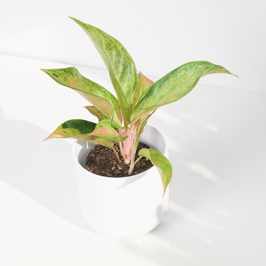 Aglaonema Guave Pink - House of Kojo