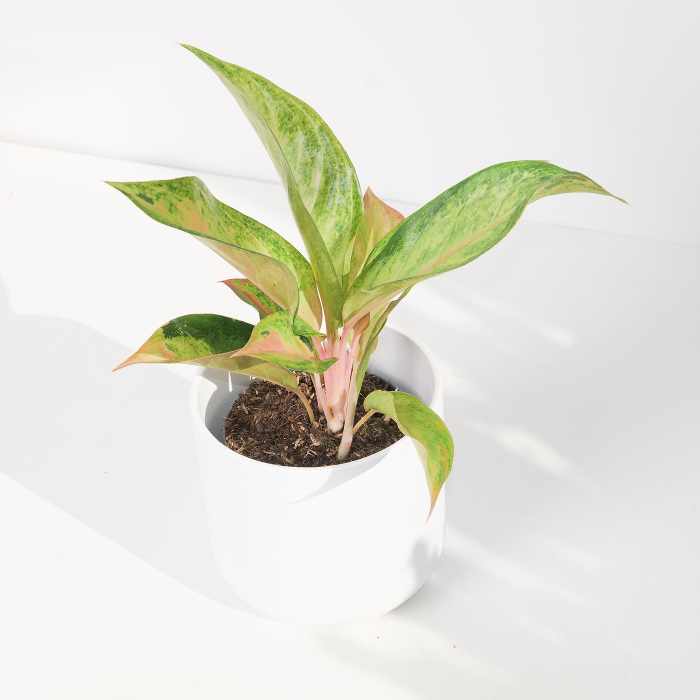 Aglaonema Guave Pink - House of Kojo