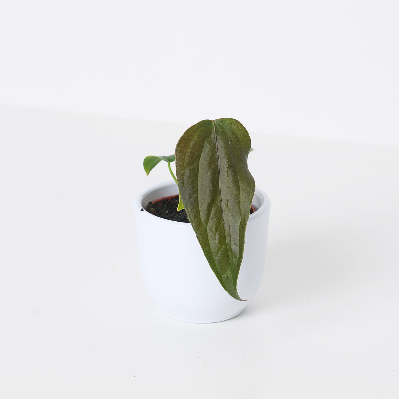 anthurium queen of hearts care Anthurium Queen of Hearts