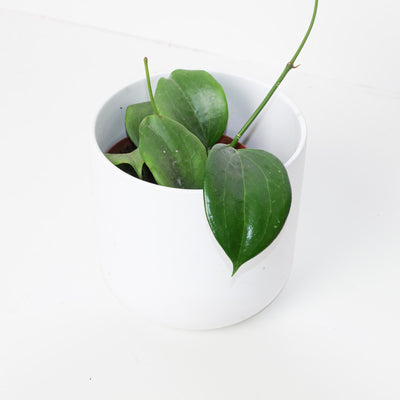 Hoya quinquenervia - House of Kojo
