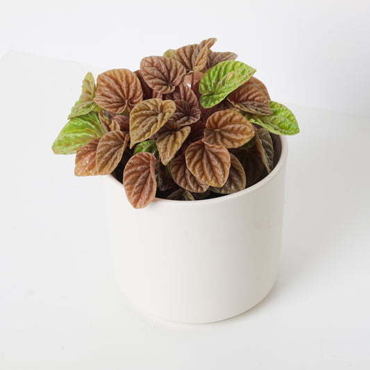 Peperomia caperata 'Quito Lime' - House of Kojo