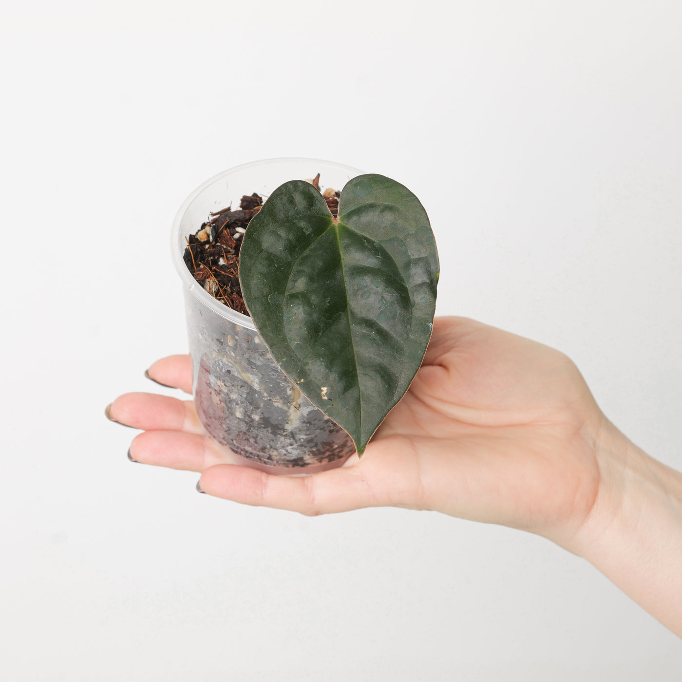 anthurium papililaminum Anthurium papililaminum RA #5 x luxurians