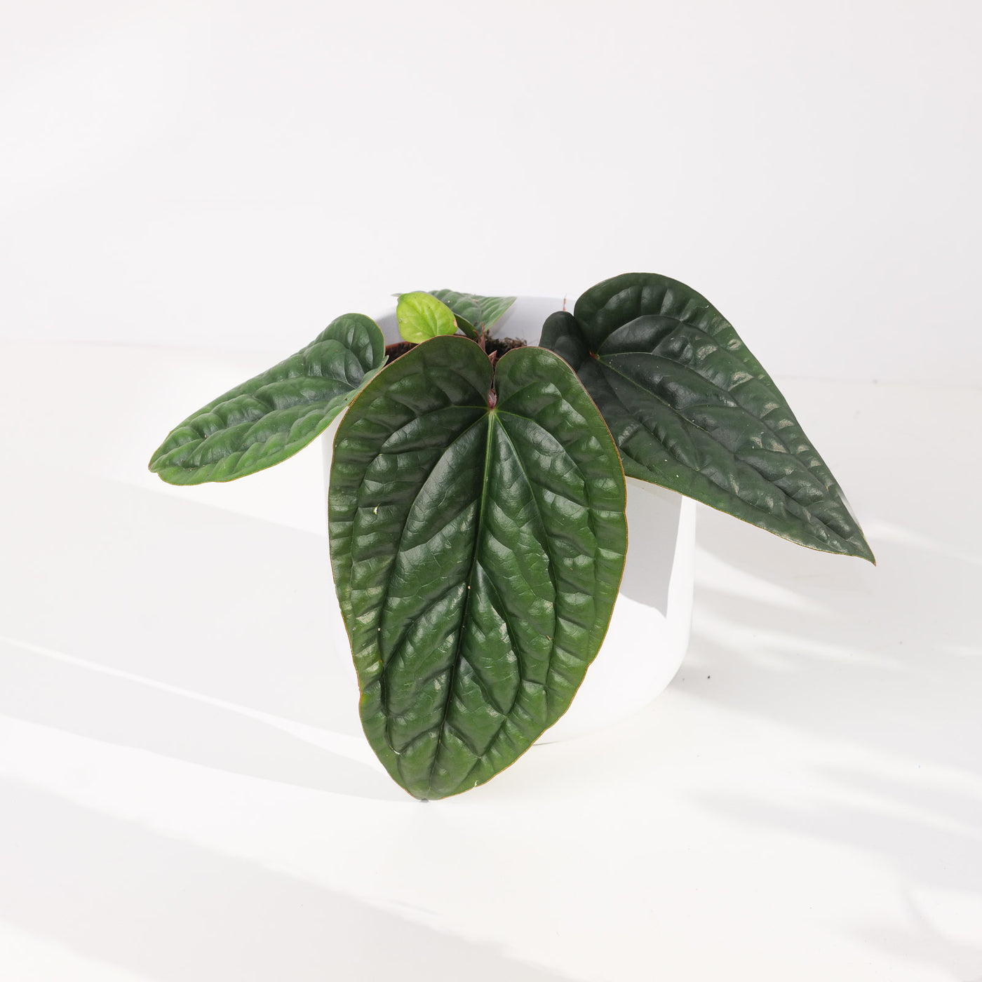 Anthurium Radicans x Luxurians - House of Kojo
