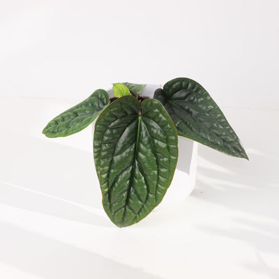 Anthurium Radicans x Luxurians - House of Kojo