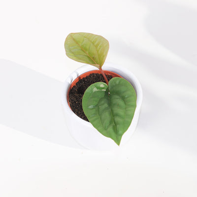 Anthurium Radicans x Luxurians - House of Kojo