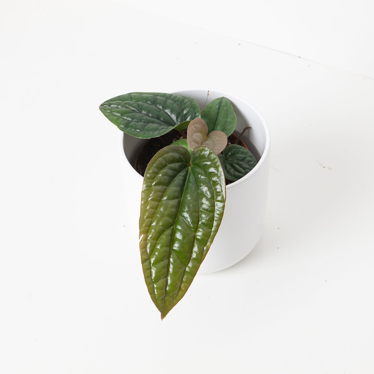 Anthurium Radicans x Luxurians - House of Kojo
