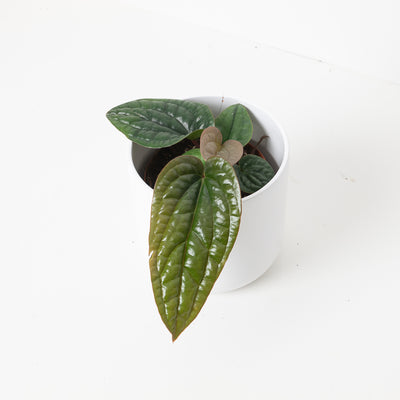 Anthurium Radicans x Luxurians - House of Kojo