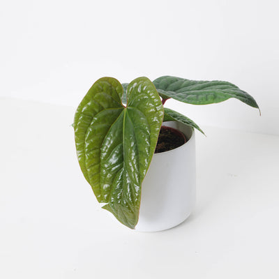 Anthurium Radicans x Luxurians - House of Kojo