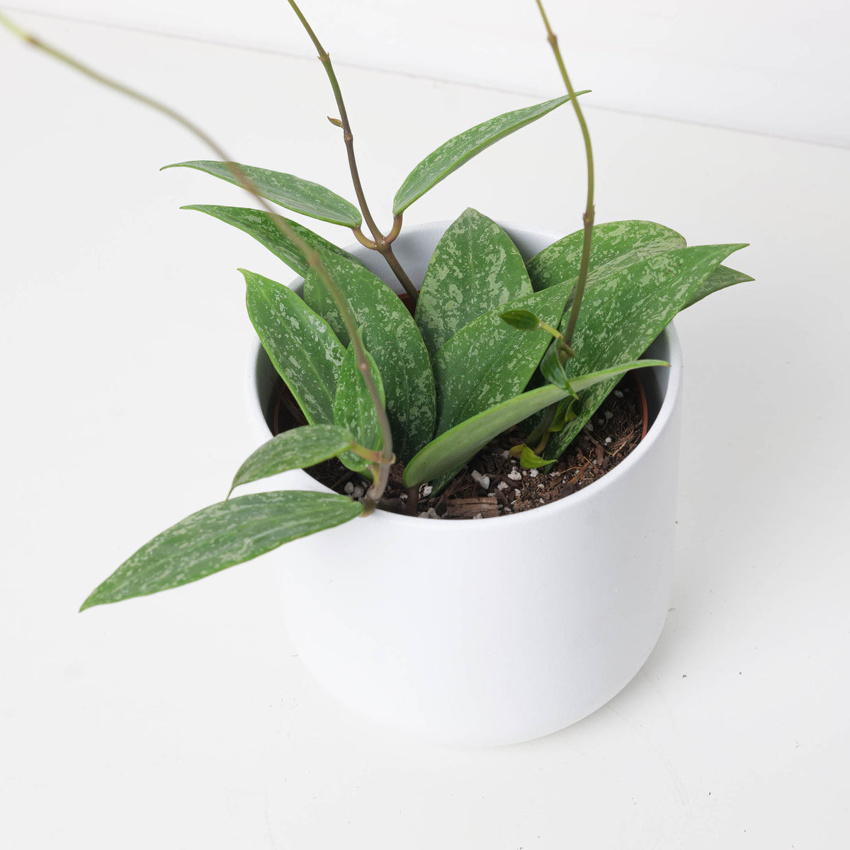 Hoya Rangsan - House of Kojo