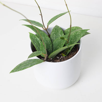 Hoya Rangsan - House of Kojo