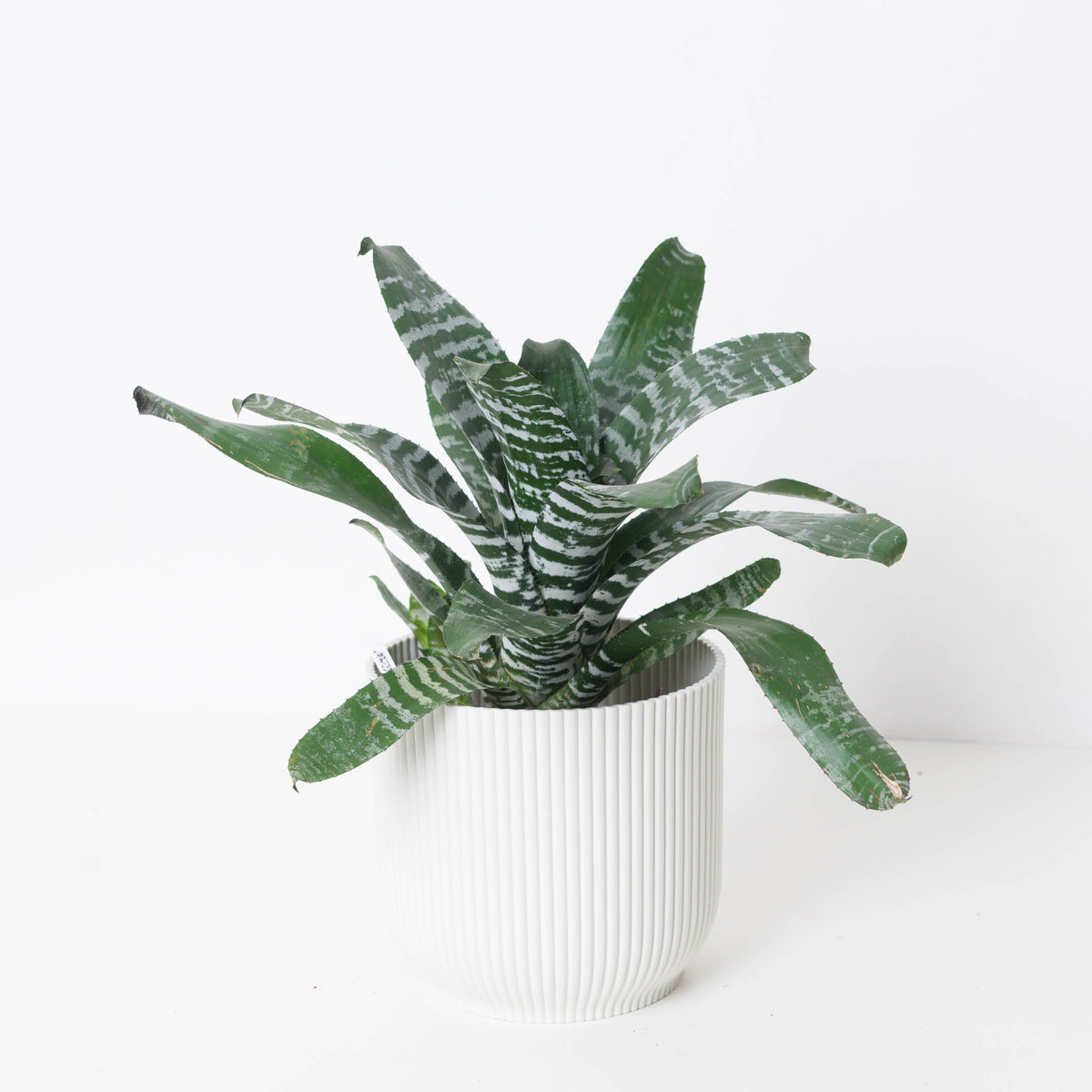 Aechmea Rebecca - House of Kojo