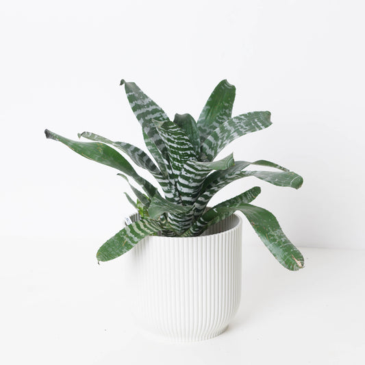 Aechmea Rebecca - House of Kojo